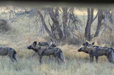 Namibya 'daki Etoşa Ulusal Parkı' ndaki su birikintisinde kara geyikler.