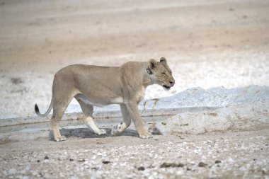 Namibya 'da Etoşa' da aslan