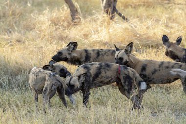Ulusal rezerv içindeki bir grup vahşi sırtlan.