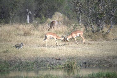 Ormandaki güzel geyik