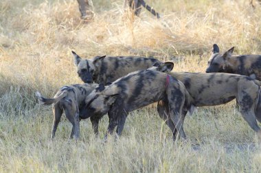 Afrika 'daki Kenya bozkırında vahşi köpekler