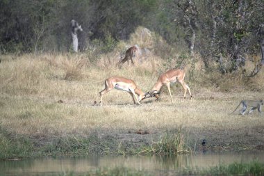 Sudaki bir grup hayvan.