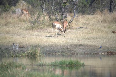 Ormanda bir geyiğin yakın çekimi.