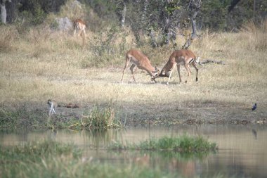Sudaki bir grup kuş.