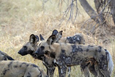 Ormandaki vahşi hayvanlar