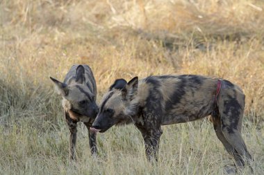 Güney Afrika 'nın Kruger Ulusal Parkı' ndaki sırtlan.