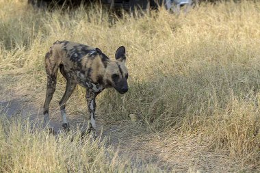Sırtlan, Kruger Parkı, Güney Afrika