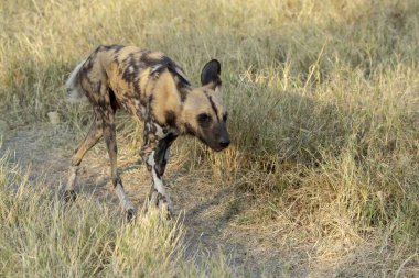 Afrikalı köpek, Kruger Ulusal Parkı