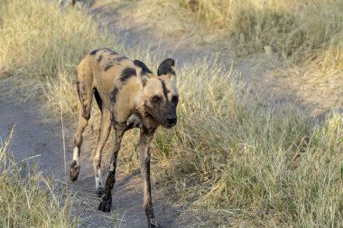 Vahşi hayvanlar, seçici odaklanma