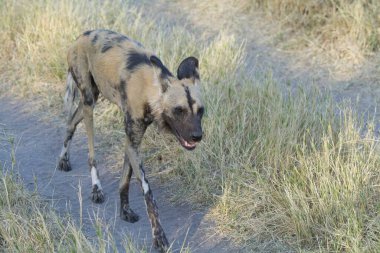 Parkta vahşi köpek