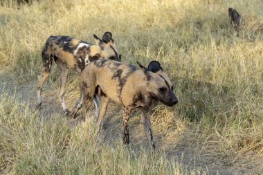 Chobe Ulusal Parkı 'ndaki çimlerin üzerinde vahşi köpekler, Botswana.