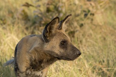 Yazın ormanda çimlerin üzerinde genç bir köpeğin portresi.