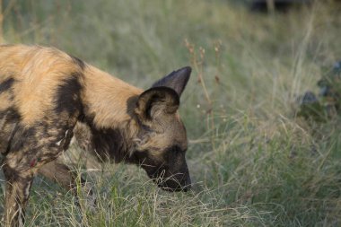 Sırtlan Güney Afrika 'nın vahşi doğasında