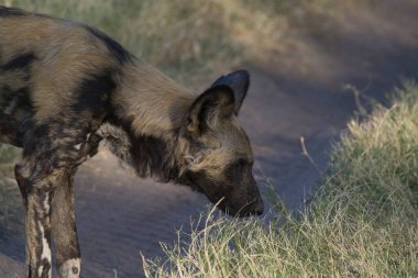 Siyah bir kurdun tarlada yürüdüğü yakın plan bir fotoğraf.
