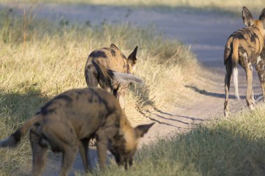 Kruger Milli Parkı 'nda oynayan bir grup sırtlan.