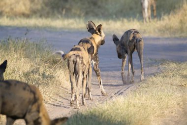 Parktaki siyah beyaz köpek