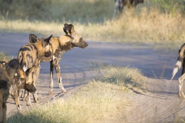 Vahşi hayvanlar, doğa geçmişi