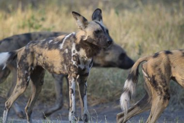 Milli parktaki sırtlan