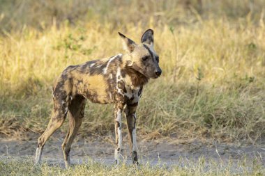 Sırtlan (ena cucuta), kruger