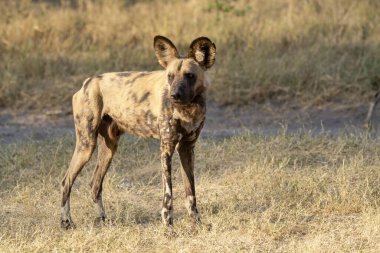 Kruger Ulusal Parkı 'ndaki vahşi sırtlan.
