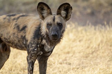 Afrika Vahşi Köpeği su parkında, Kruger Ulusal Parkı, Güney Afrika