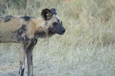 Sırtlan (hycuta croacuena) Güney Afrika 'daki Kruger Park' ta