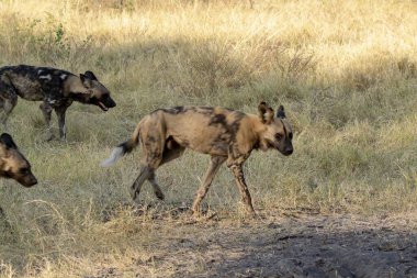 Vahşi doğadaki Afrika sırtlanı.