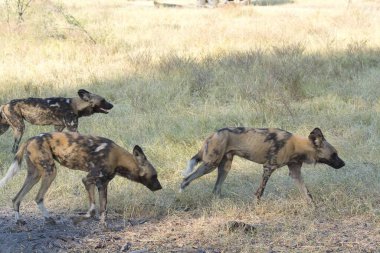 Sırtlan Kruger Ulusal Parkı, Güney Afrika
