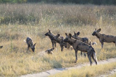 Köpekli Afrikalı sırtlan.