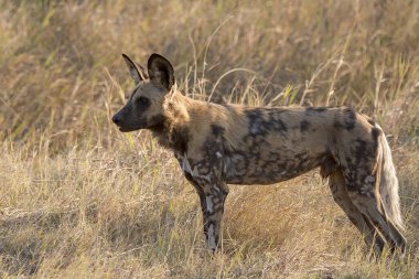 Bir sırtlan vahşi doğada, Afrika