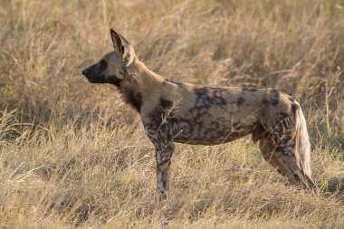 Sırtlan, aaena cucuta, aena, aena, Güney Afrika, vahşi yaşam