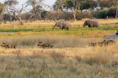 Afrika fili Kruger Ulusal Parkı, Güney Afrika