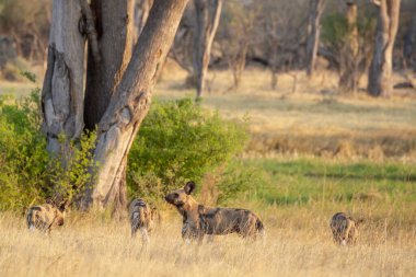 Güney Afrika 'daki Kruger Ulusal Parkı' nda kırmızı geyikler.