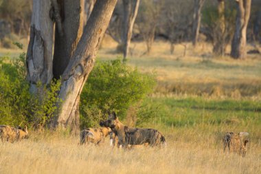 Savanada vahşi bir aslan sürüsü
