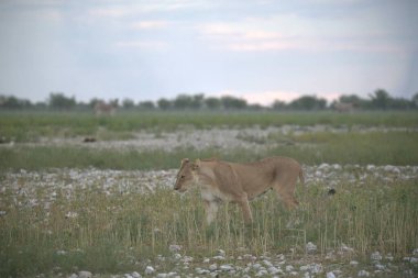 Tarlada beyaz bir koyun