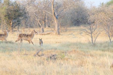 Kenya bozkırında geyik