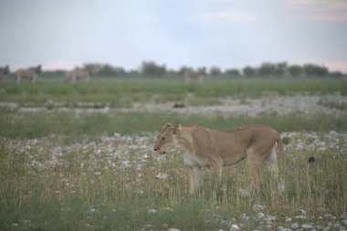 Vahşi hayvanlar ve vahşi doğa.