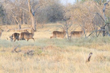 deer in the savannah