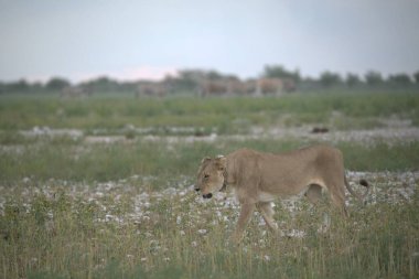 Tarlada bir koyun sürüsü