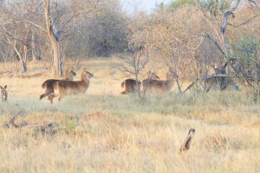 Tarlada bir keçi sürüsü