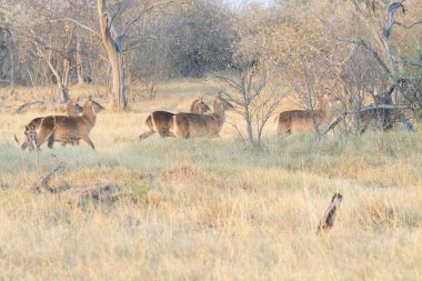 Ormandaki vahşi hayvanlar