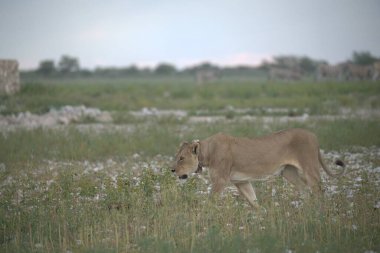 Vahşi aslan tarlada
