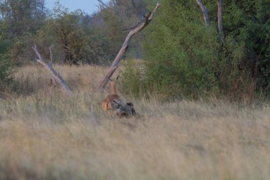 Ormanda güzel bir yaban domuzu Akşam ışığında