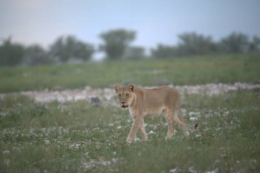 Etoşa Ulusal Parkı 'ndaki Namibya sahasında beyaz bir aslanın yakın plan çekimi.