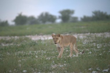 Aslan yavrusu çimlerde