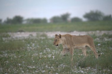 Beyaz aslan çimenlerde yürüyor.
