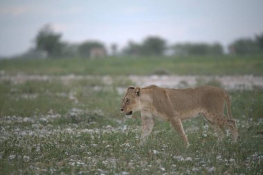 Aslan tarlada yürüyor