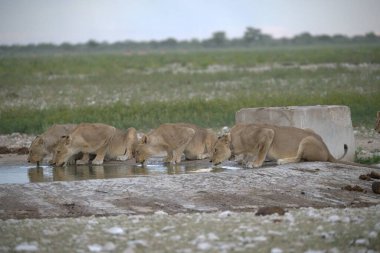 Delikten su içen genç bir aslan