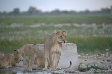 Hayvanat bahçesindeki aslanlar
