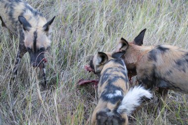 Otların arasında bir köpek